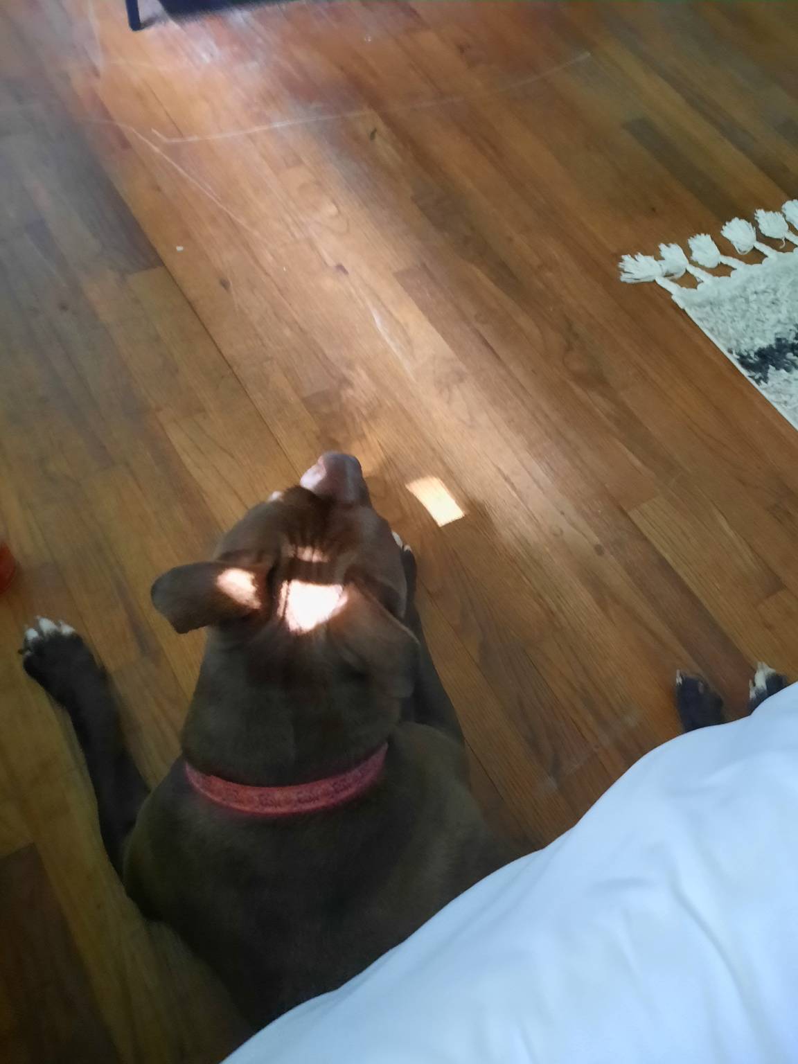 Dog boarding with personal attention